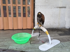 Parabuteo unicinctus