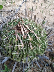 Echinofossulocactus dichroacanthus