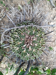 Echinofossulocactus dichroacanthus