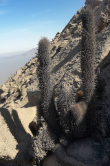 Haageocereus pseudomelanostele