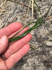 Trachyandra divaricata