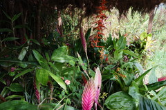 Tillandsia lampropoda