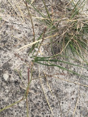 Trachyandra divaricata