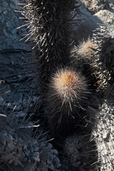 Haageocereus pseudomelanostele