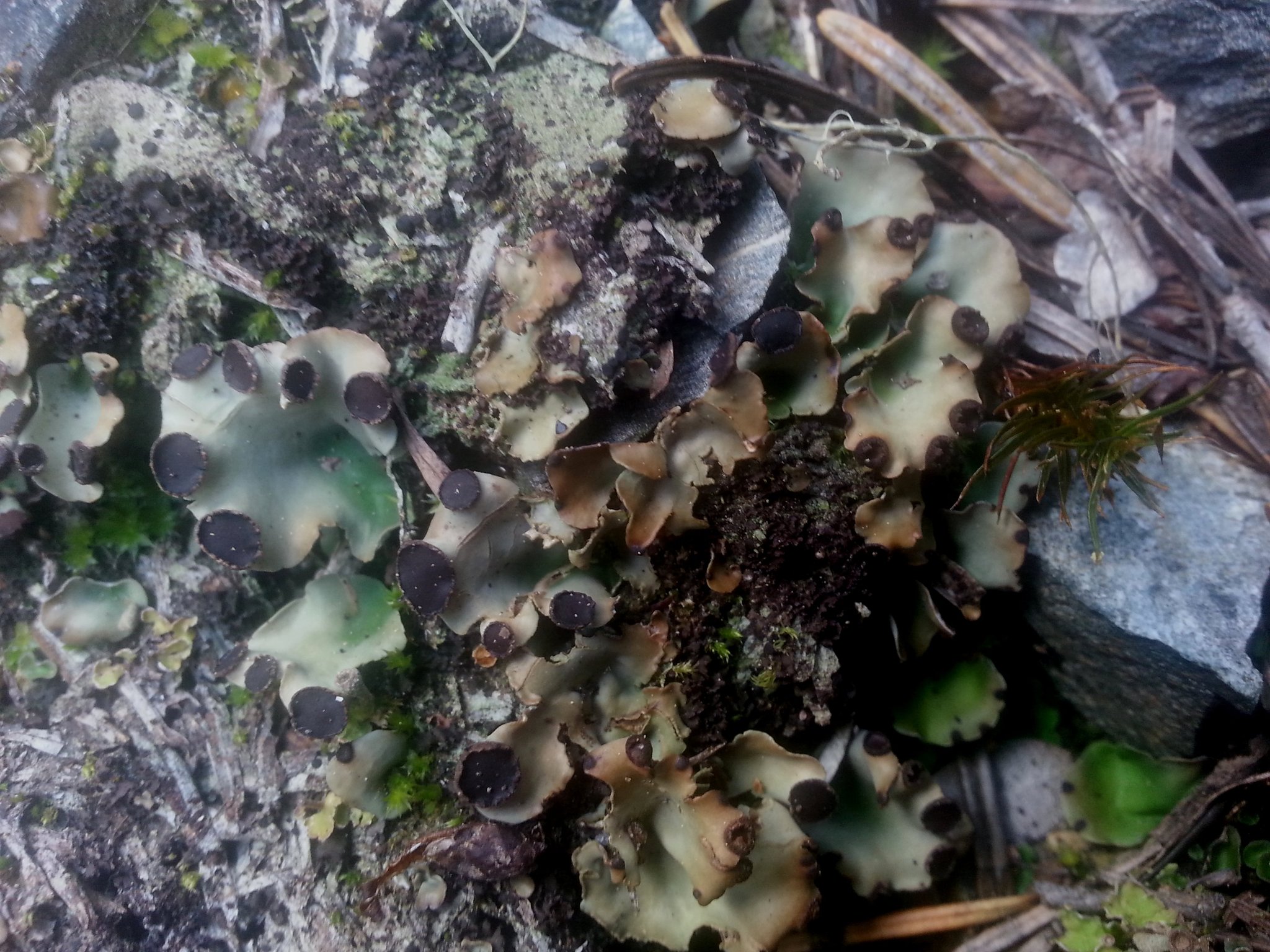 Peltigera venosa image
