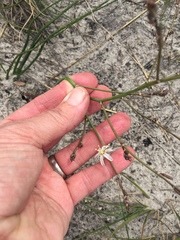 Trachyandra divaricata