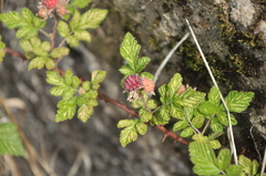 Rubus