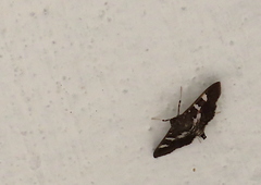 Desmia ufeus