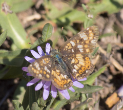 Phyciodes pulchella camillus
