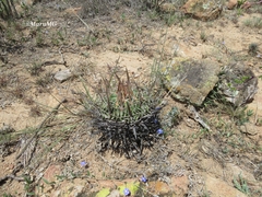 Echinofossulocactus dichroacanthus