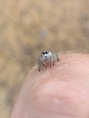 Plexippini