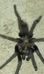 Aphonopelma steindachneri