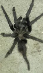Aphonopelma steindachneri