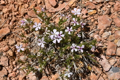Phlox gladiformis