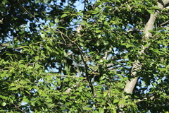 Pheucticus melanocephalus