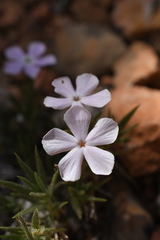 Phlox gladiformis
