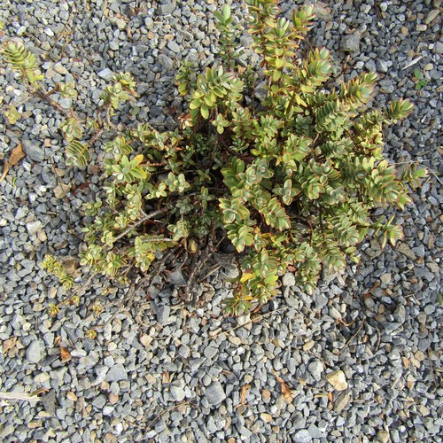 Veronica pinguifolia, photograph 1