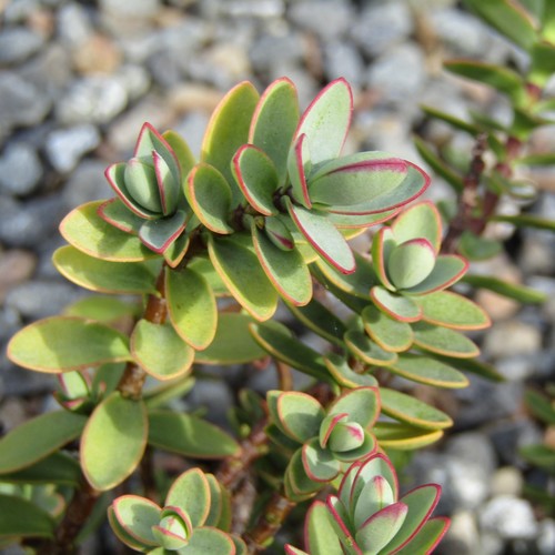 Veronica pinguifolia