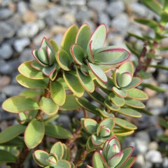 Veronica pinguifolia