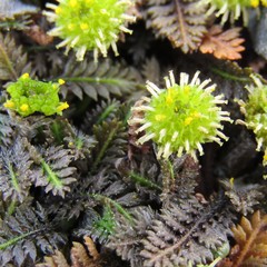 Leptinella pusilla