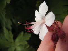 Geranium macrorrhizum