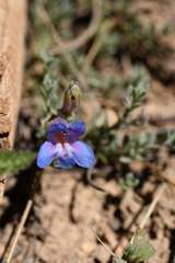 Penstemon caespitosus desertipicti