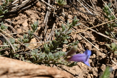 Penstemon caespitosus desertipicti