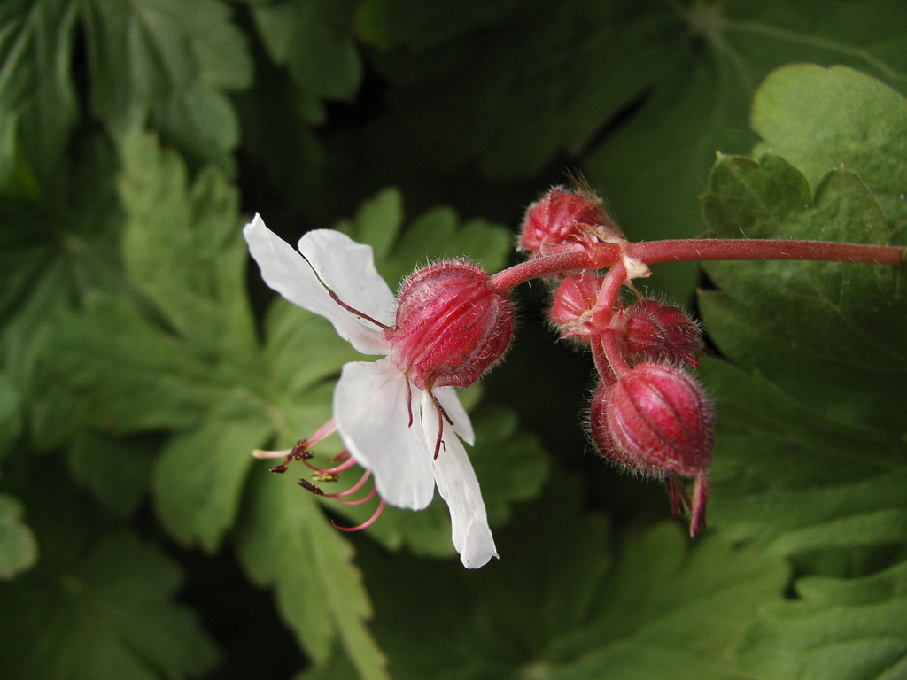 Geranium macrorrhizum, NRW, Germany