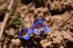 Penstemon caespitosus desertipicti