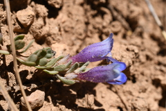 Penstemon caespitosus desertipicti