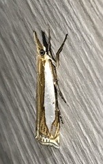 Crambus watsonellus