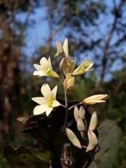 Dendrobium ovatum