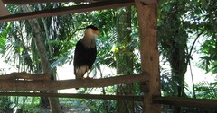 Caracara plancus