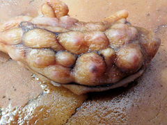 Pyura gibbosa