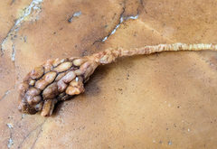 Pyura gibbosa