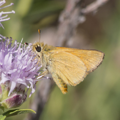 Ochlodes sylvanoides omnigena