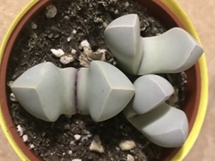 Lithops
