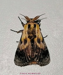 Aidos perfusa