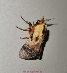 Aidos perfusa