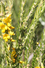 Aotus lanigera