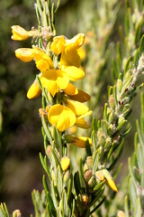 Aotus lanigera