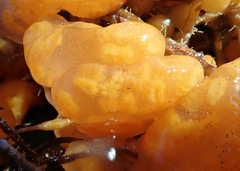 Botrylloides perspicuus