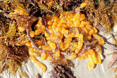 Botrylloides perspicuus