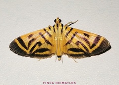 Spilomela personalis