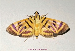 Spilomela personalis