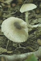 Leucoagaricus coerulescens