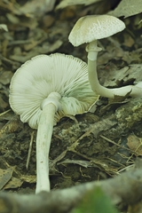 Leucoagaricus coerulescens