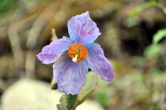 Meconopsis betonicifolia