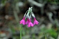 Primula secundiflora
