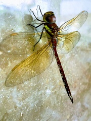 Anaciaeschna jaspidea